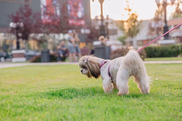 Cute Funny Shih Tzu Breed Dog Outdoors Dog Grooming Funny — Stockfoto