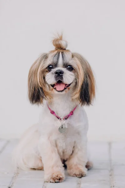 Cute Funny Shih Tzu Breed Dog Outdoors Dog Grooming Funny — Φωτογραφία Αρχείου