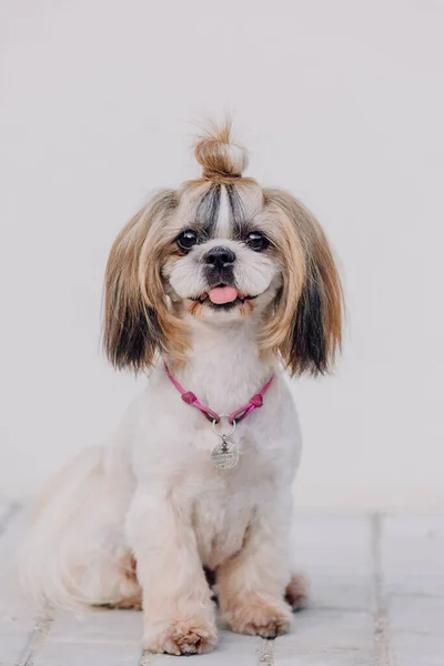 Cute Funny Shih Tzu Breed Dog Outdoors Dog Grooming Funny — Φωτογραφία Αρχείου