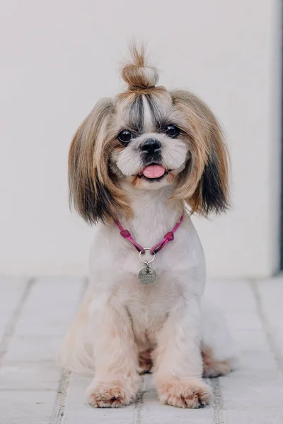 Cute Funny Shih Tzu Breed Dog Outdoors Dog Grooming Funny — Stock Photo, Image
