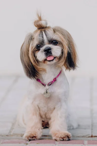 Cute Funny Shih Tzu Breed Dog Outdoors Dog Grooming Funny — 图库照片