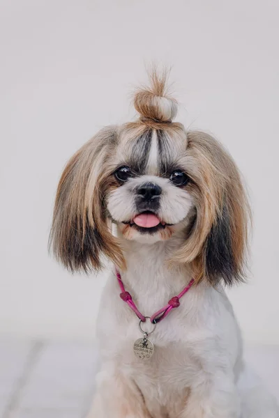 Cute Funny Shih Tzu Breed Dog Outdoors Dog Grooming Funny — ストック写真