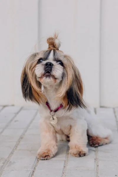 Cute Funny Shih Tzu Breed Dog Outdoors Dog Grooming Funny —  Fotos de Stock