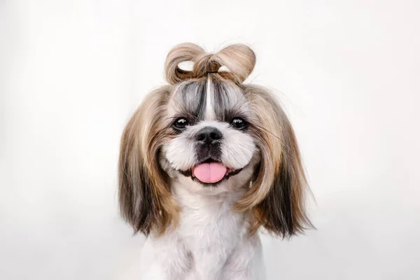 Милі Смішні Розводять Собаку Відкритому Повітрі Догляд Собакою Забавна Собака — стокове фото