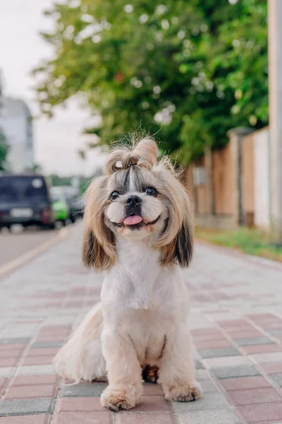 Cute Funny Shih Tzu Breed Dog Outdoors Dog Grooming Funny — 스톡 사진
