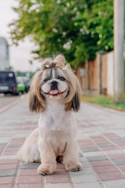 Cute Funny Shih Tzu Breed Dog Outdoors Dog Grooming Funny — Fotografia de Stock