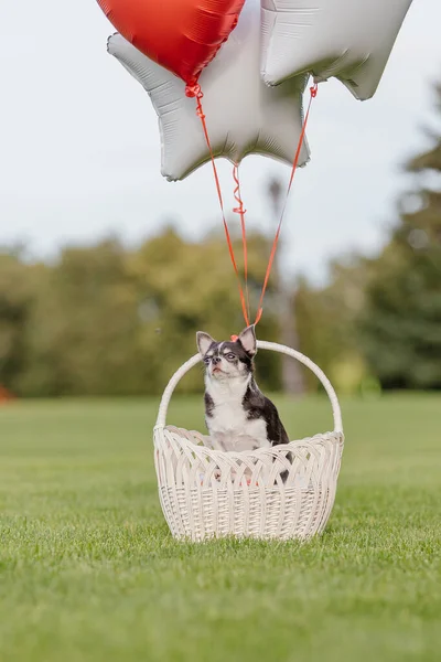 Cute Chihuahua Dog Balloons — Zdjęcie stockowe
