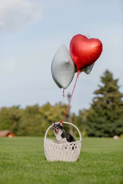 Cute Chihuahua dog with balloons