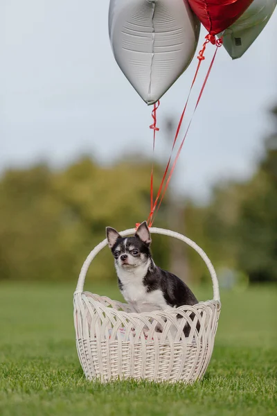 Cute Chihuahua Dog Balloons — 图库照片