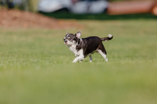 Cute Chihuahua Dog Green Grass — 스톡 사진