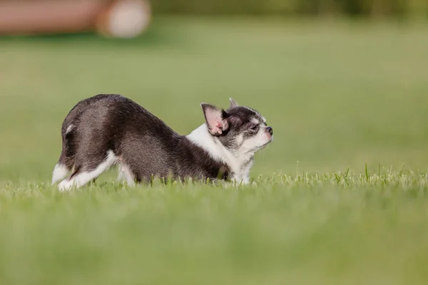 Cute Chihuahua Dog Green Grass — Stockfoto