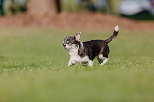 Cute Chihuahua Dog Green Grass — 스톡 사진