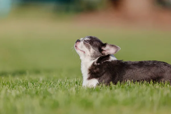 Cute Chihuahua Dog Green Grass — Stok fotoğraf