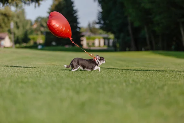 Cute Chihuahua Dog Balloons — стокове фото