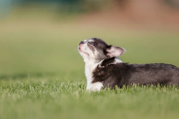 Cute Chihuahua Dog Green Grass — Zdjęcie stockowe