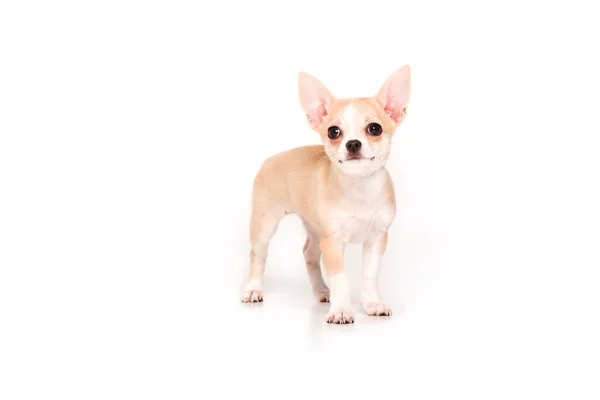 Chihuahua Puppy Isolated White Background — Stock Photo, Image