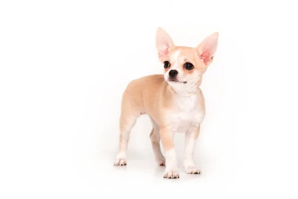 Szczeniak Chihuahua Izolowany Białym Tle — Zdjęcie stockowe