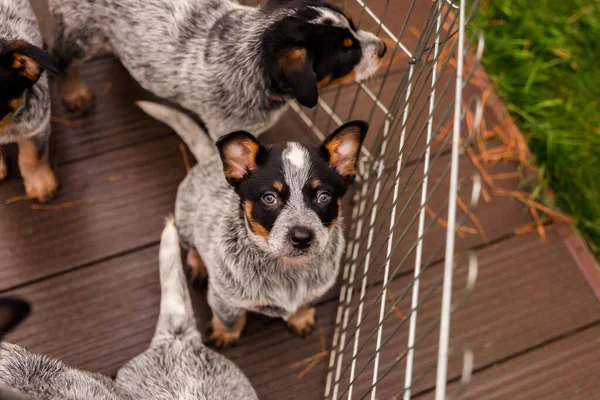 Australian cattle dog puppy outdoor. Blue heeler dog breed. Puppies on the backyard