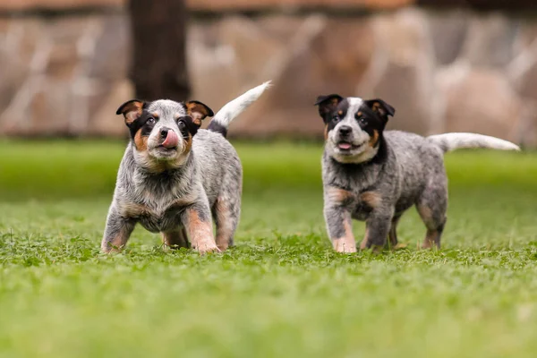 Australian cattle dog puppy outdoor. Blue heeler dog breed. Puppies on the backyard