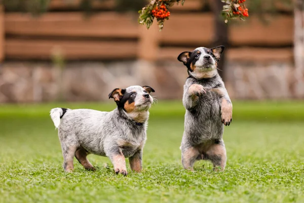 Australian Cattle Dog Puppy Outdoor Blue Heeler Dog Breed Puppies — Stock fotografie