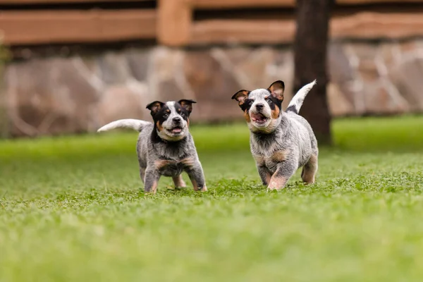 Australian Cattle Dog Puppy Outdoor Blue Heeler Dog Breed Puppies — Zdjęcie stockowe