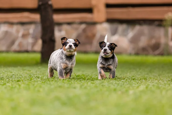 Australian Cattle Dog Puppy Outdoor Blue Heeler Dog Breed Puppies — Photo
