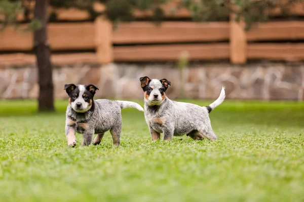 Australian Cattle Dog Puppy Outdoor Blue Heeler Dog Breed Puppies — Stock Photo, Image