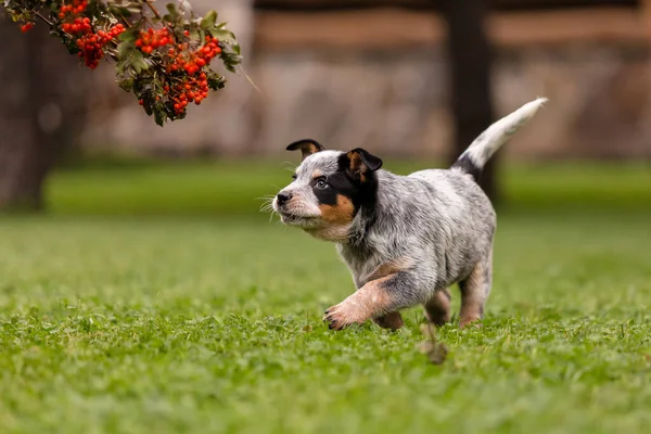 Australian Cattle Dog Puppy Outdoor Blue Heeler Dog Breed Puppies — 图库照片