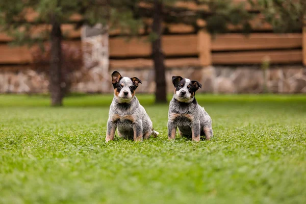 Australian Cattle Dog Puppy Outdoor Blue Heeler Dog Breed Puppies — Stok fotoğraf
