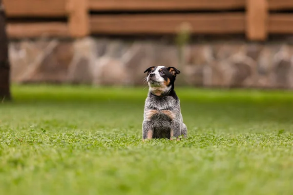 Australian Cattle Dog Puppy Outdoor Blue Heeler Dog Breed Puppies — Zdjęcie stockowe
