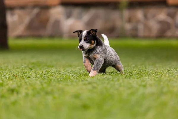 Australian Cattle Dog Puppy Outdoor Blue Heeler Dog Breed Puppies — Stock Photo, Image