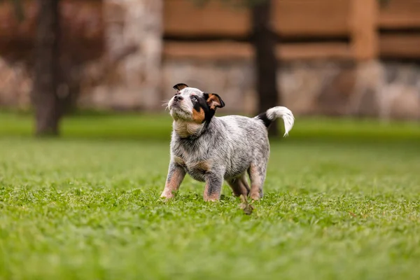 Australian Cattle Dog Puppy Outdoor Blue Heeler Dog Breed Puppies —  Fotos de Stock