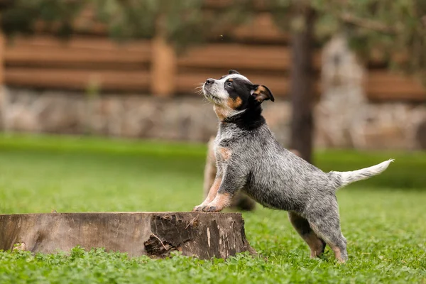 Australian Cattle Dog Puppy Outdoor Blue Heeler Dog Breed Puppies — Fotografia de Stock