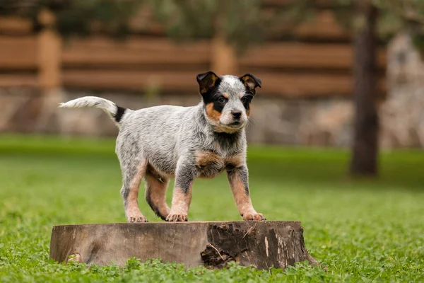 Αυστραλιανό Κουτάβι Γαλάζια Ράτσα Σκύλου Κουτάβια Στην Πίσω Αυλή — Φωτογραφία Αρχείου