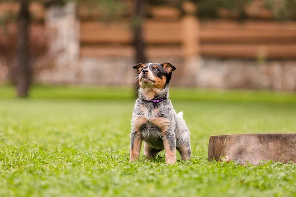 Australian cattle dog puppy outdoor. Blue heeler dog breed. Puppies on the backyard