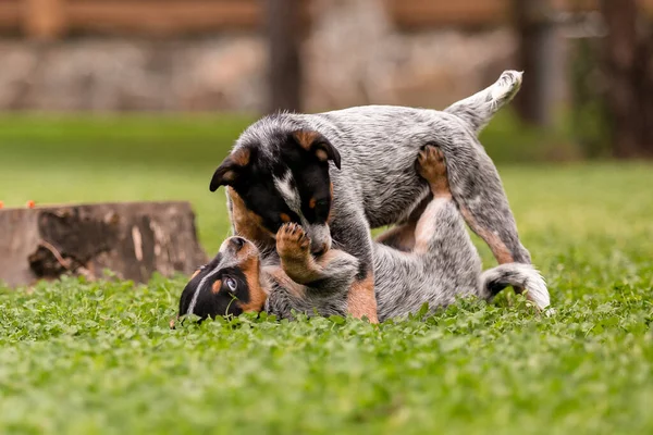 Australian Cattle Dog Puppy Outdoor Blue Heeler Dog Breed Puppies — 图库照片