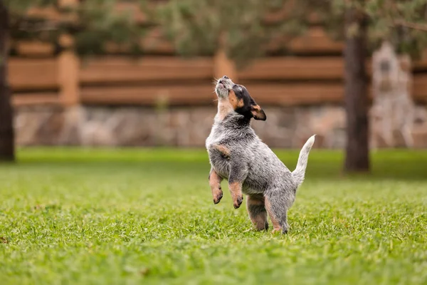 Australian cattle dog puppy outdoor. Blue heeler dog breed. Puppies on the backyard