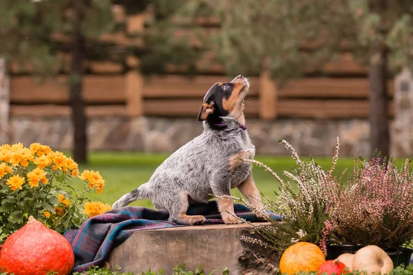 Australian cattle dog puppy outdoor. Blue heeler dog breed. Puppies on the backyard