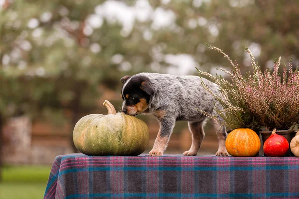 Australian cattle dog puppy outdoor. Blue heeler dog breed. Puppies on the backyard