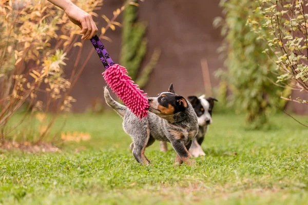 Australian cattle dog puppy outdoor. Blue heeler dog breed. Puppies on the backyard