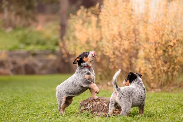 Australian cattle dog puppy outdoor. Blue heeler dog breed. Puppies on the backyard