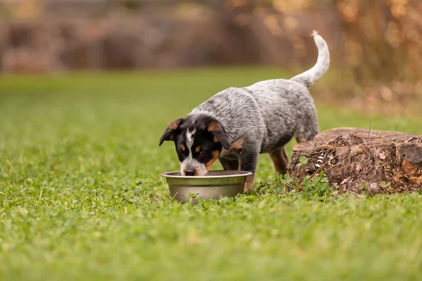 Australian cattle dog puppy outdoor. Blue heeler dog breed. Puppies on the backyard