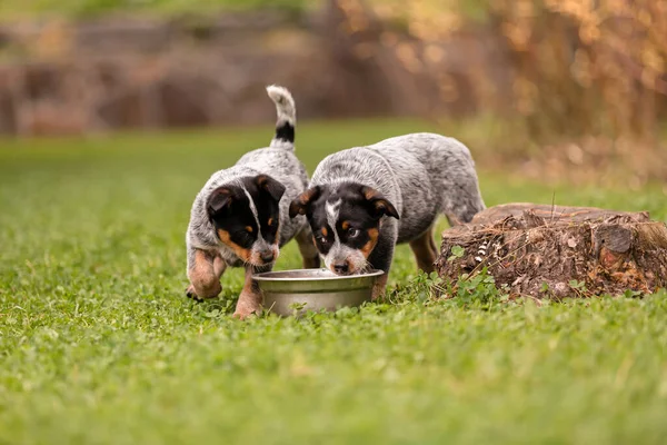 Australian cattle dog puppy outdoor. Blue heeler dog breed. Puppies on the backyard