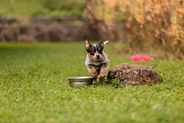 Australian Cattle Dog Puppy Outdoor Blue Heeler Dog Breed Puppies — Stockfoto