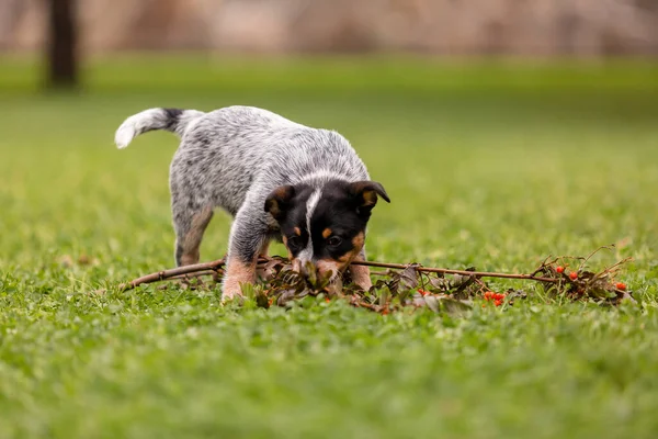 Australian Cattle Dog Puppy Outdoor Blue Heeler Dog Breed Puppies — Foto Stock