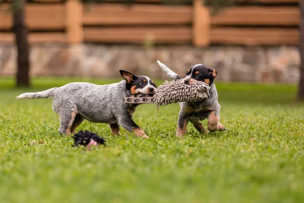 Australian Cattle Dog Puppy Outdoor Blue Heeler Dog Breed Puppies — Stock Photo, Image