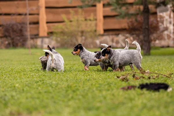 Australian Cattle Dog Puppy Outdoor Blue Heeler Dog Breed Puppies —  Fotos de Stock