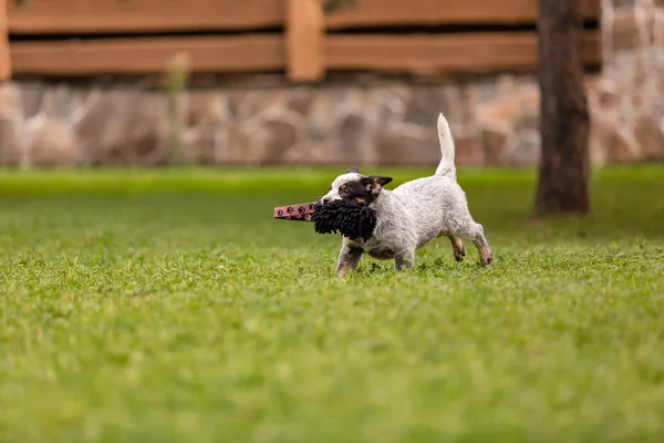 Australian Cattle Dog Puppy Outdoor Blue Heeler Dog Breed Puppies — Photo