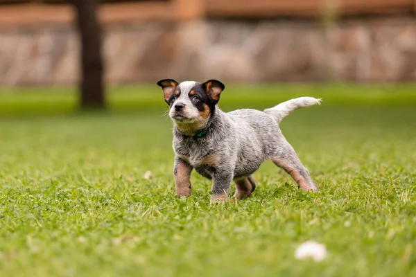 Australian Cattle Dog Puppy Outdoor Blue Heeler Dog Breed Puppies — Fotografia de Stock