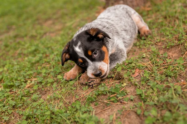 Australian Cattle Dog Puppy Outdoor Blue Heeler Dog Breed Puppies — Stockfoto